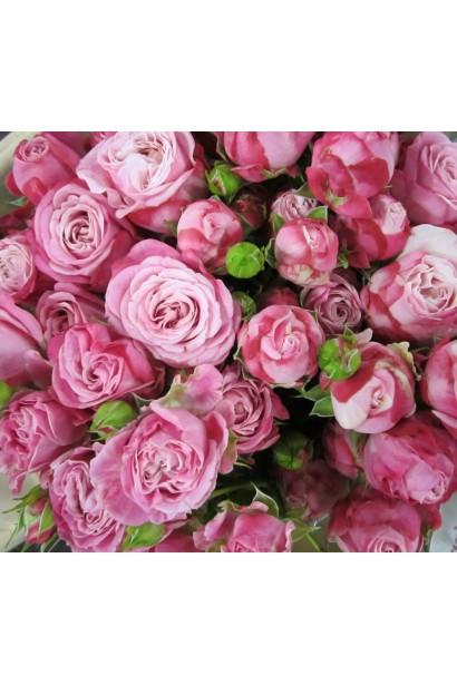 Троянда флорібунда Леді Бомбастік